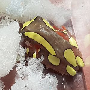 Dendropsophus leucophyllatus