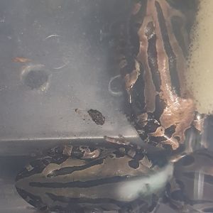 Kassina senegalensis