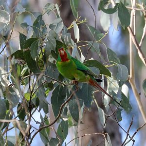 Swift Parrot