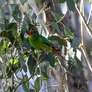 Swift Parrot