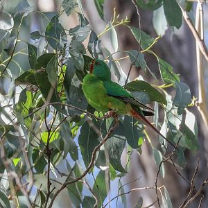 Swift Parrot
