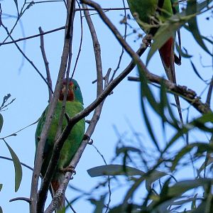 Swift Parrots