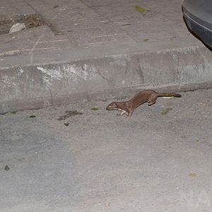 Egyptian weasel, January 2019