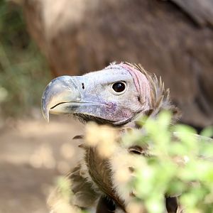 Nubian lappet-faced vulture, January 2019