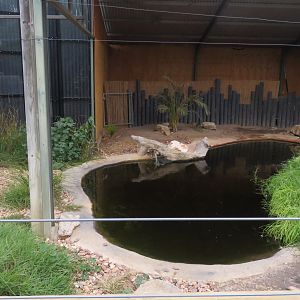 Saltwater Crocodile Exhibit