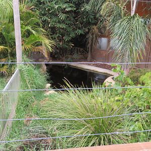 Freshwater Crocodile Exhibit