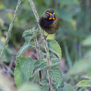 Yellow-faced Grassquit - Mar 2019
