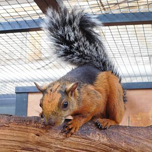 Variegated squirrel (Sciurus variegatoides atrirufus)