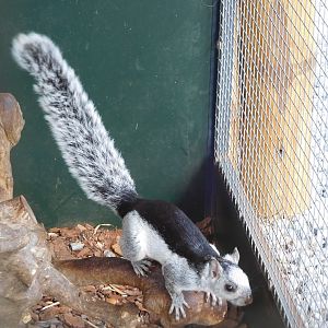Variegated squirrel (Sciurus variegatoides dorsalis)