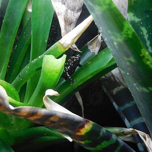 Altos de Campana dart frog (Dendrobates auratus var. "Campana")