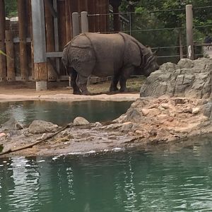 Greater one-horned rhino 6-23-2017