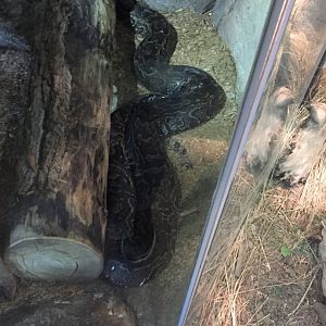 African rock python 6-23-2017