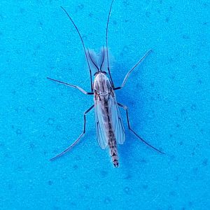 Nonbiting midge - Chironomidae