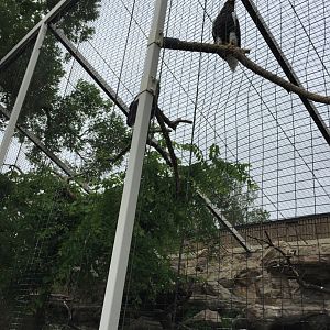 Steller's sea eagles 6-23-2017