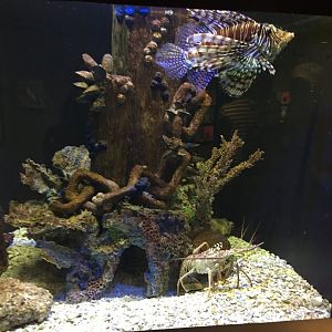 Lionfish with spiny lobster 6-23-2017