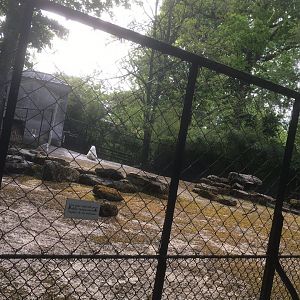 Rocky Mountain goat enclosure
