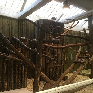 Goodfellow’s tree kangaroo enclosure