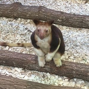 Goodfellow’s tree kangaroo