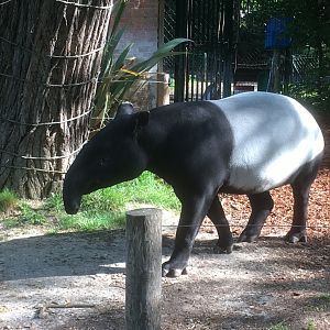 Malayan tapir