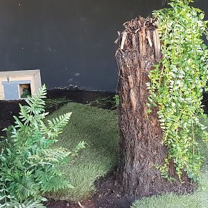 Kiwi raising enclosure