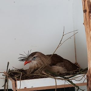 Crested seriema at the nest