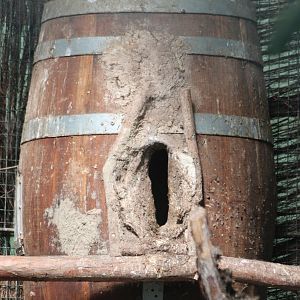 Silvery-cheeked hornbill sealed in the nest