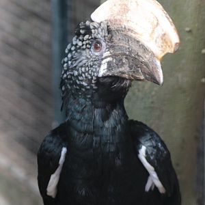 Silvery-cheeked hornbill - male