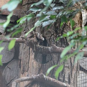 Southern Sulawesei tarictic hornbill sealed in the nest