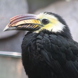 Southern Sulawesi tarictic hornbill - male