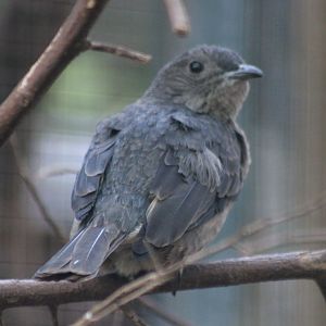 Spangled cotinga - female