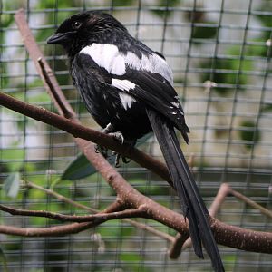 Magpie shrike