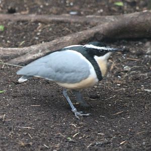 Egyptian plover