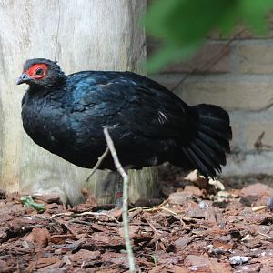 Malayan crestless fireback - female