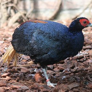 Malayan crestless fireback - male