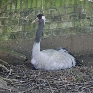 European crane at the nest