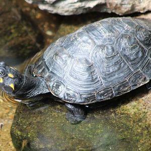 Yellow-spotted Amazon river turtle - Podocnemis unifilis