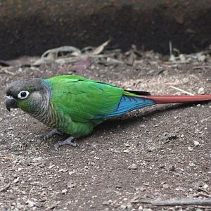 Green-cheeked conure
