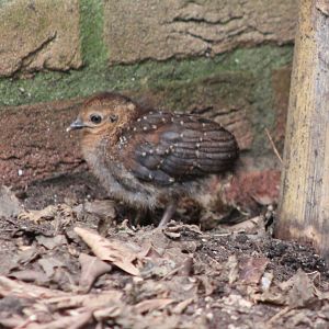 Palawan peacock-pheasant chick