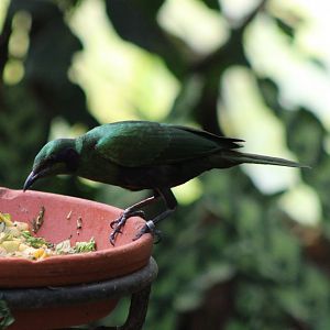 Emerald starling