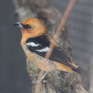 White-winged tanager - Piranga leucoptera