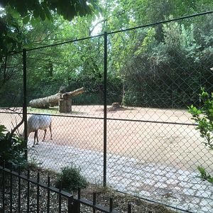 Arabian oryx enclosure