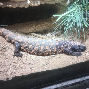 Reticulated Gila monster