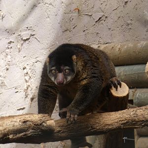 Bear Cuscus