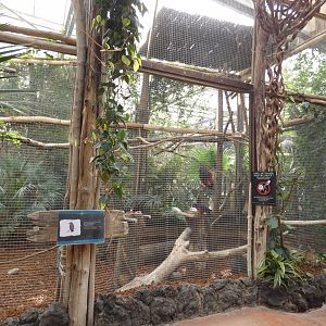 Pesquet's Parrot aviary