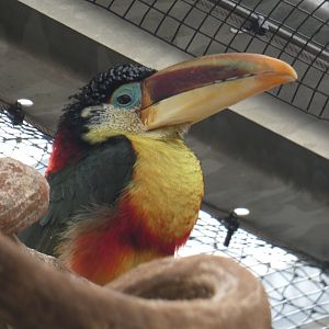 Curl-crested Aracari