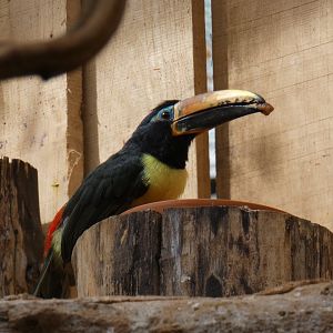 Humboldt's Aracari