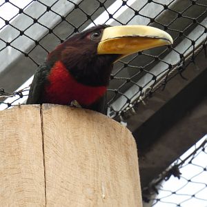 Ivory-billed Aracari