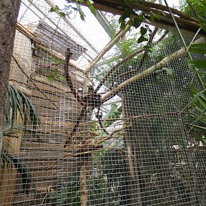 St. Vincent Amazon aviary