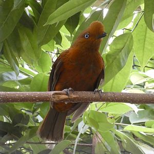 Andean Cock-of-the-rock