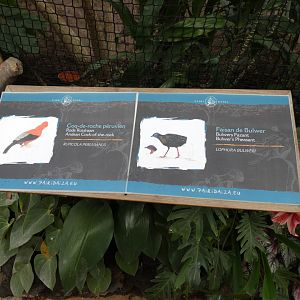 Bulwer's Pheasant and Andean Cock-of-the-rock signage